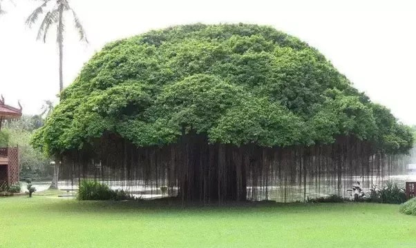 national tree